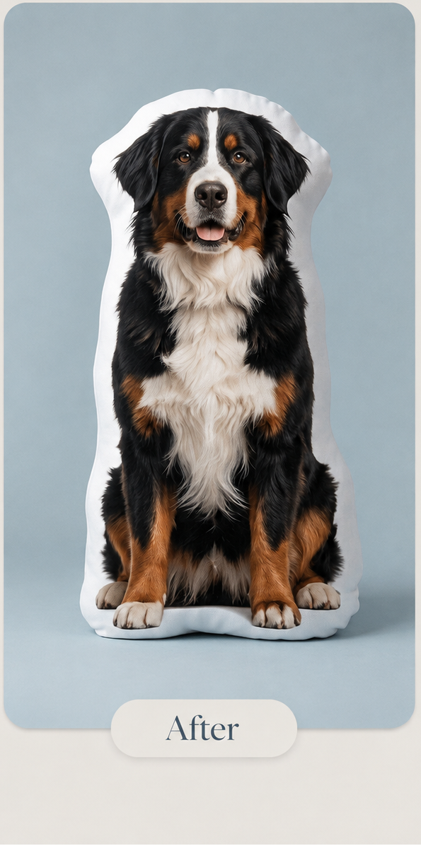 A side-by-side comparison showing a Bernese mountain dog portrait labeled 'Before' and 'After'. The left panel shows the dog seated against a light blue-gray studio background.