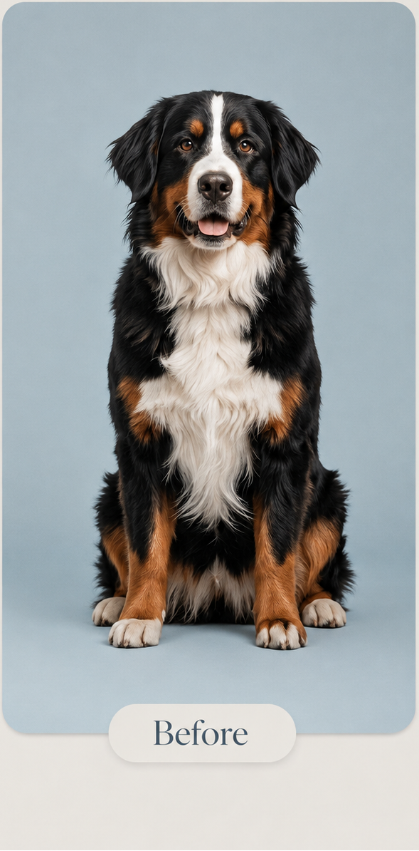 A side-by-side comparison showing a Bernese mountain dog portrait labeled 'Before' and 'After'. The left panel shows the dog seated against a light blue-gray studio background.
